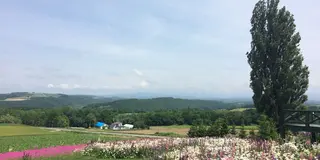富良野と美瑛のお花の旅