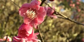 2月3月が見頃♡梅園と古民家カフェを楽しむ池上散歩