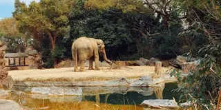 天王寺動物園＋α