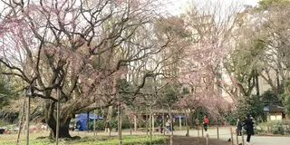 山手線さんぽ。駒込駅