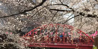 東横線沿いを巡る春の歩きまくり食べまくりお花見デート【中目黒/祐天寺/三宿/横浜】
