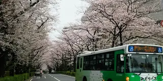 🌸練馬区のお花見情報🌸