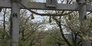 しだれ桜とエヒメアヤメ