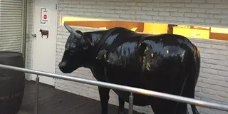 おいしくて☺︎ お財布にやさしい焼肉屋さん【随時更新】
