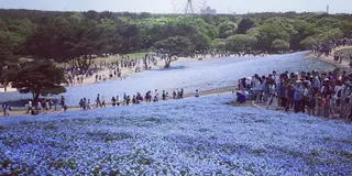 ネモフィラを目指して✨【茨城】ひたちなかサイクリング旅