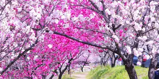 愛犬と南信州 春の旅
