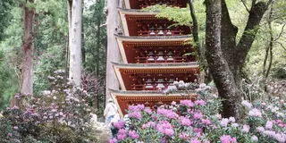 大和國奈良を旅します