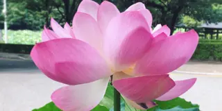 福井の地元民がゆく！福井のお蕎麦と公園と！恐るべし福井クオリティカフェ‼︎
