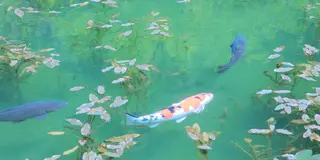 GW東海日帰りドライブデート(藤まつり巡り)