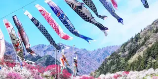 愛犬と春の お散歩コース