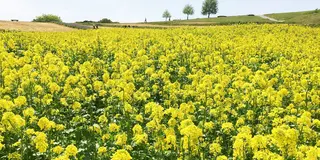 淡路島は花と美味しいがいっぱい！大自然を感じながらココロと体に栄養を♪
