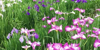 菖蒲園@東村山