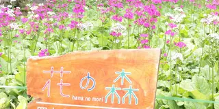 宇津江四十八滝