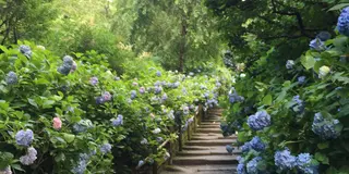 紫陽花の時期に行きたい！鎌倉日帰り旅