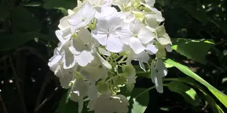 【北鎌倉&長谷】紫陽花を味わう週末デートスポット