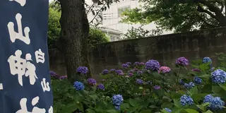 あじさい祭り