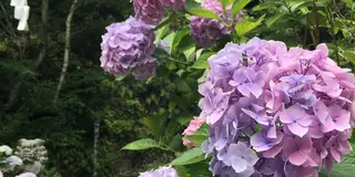 【鎌倉】紫陽花2017〜山から海までのんびりお散歩プラン〜