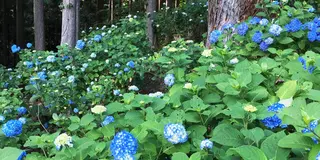 アジサイと鮎料理