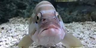 すみだ水族館〜浅草