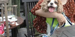 愛犬と行く那須高原🎵