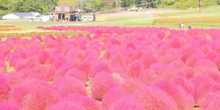 ワンコと一緒にひるがの高原三昧