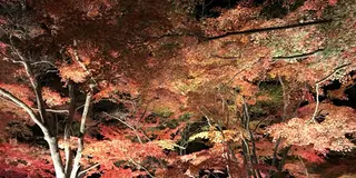 秩父で秋を感じる紅葉デート🍁