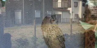 鷹の道を 散策してみました
