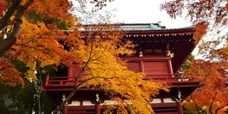 松戸で楽しむ紅葉（北小金）