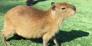 伊東駅から行く伊豆観光‼︎