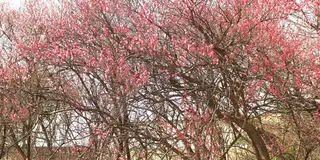 梅安天満宮　梅が見頃です。