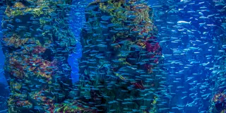 大阪･神戸🐠🐟🗼