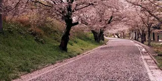 福岡県中間市の桜の名所
