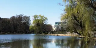 石神井公園で春デート