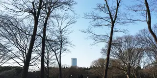 代々木公園〜原宿で春を楽しむデートプラン
