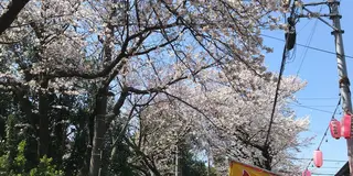 市川 散歩で花見