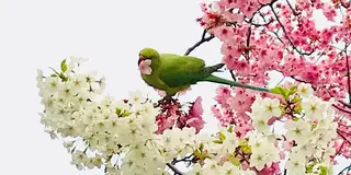 東京上野花見さんぽ