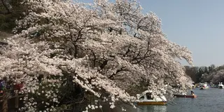 子連れで井の頭公園お花見と動物園欲張りプラン