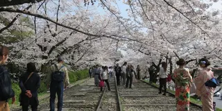 岡崎エリア桜&カフェ巡り