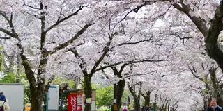 海！山！川！春の伊豆を楽しみ尽くす週末旅