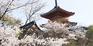 日帰りお花見プラン🌸