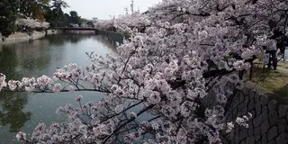 【三重・桑名】定番のお花見スポットに行ったら穴場？もあった🌸