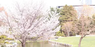 札幌お花見スポット