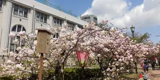 大阪造幣局桜の通り抜けの春