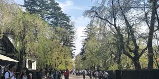 アラバキついでに！秋田桜めぐりのたび