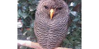 京都観光