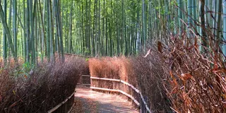 京都旅行
