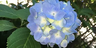 紫陽花の季節