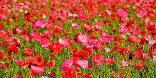 横須賀ぶらり