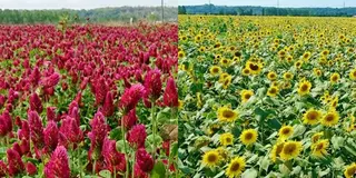 金沢近郊で壮大なお花畑に囲まれる♡ロマンチックフォトスポット!絶品スイーツも♡