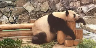 紀伊半島を満喫 世界遺産とパンダツアー